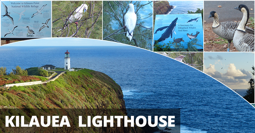 Kilauea Lighthouse and the Seabirds that Surround It